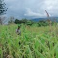 Polsek Asologaima Laksanakan Pengecekan Lahan Jagung Program Ketahanan Pangan di Kampung Kimbim