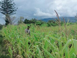 Polsek Asologaima Laksanakan Pengecekan Lahan Jagung Program Ketahanan Pangan di Kampung Kimbim