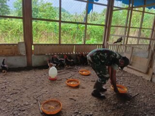 Tingkatkan Ketahanan Pangan, Personel Kodim 1310/Bitung Lakukan Perawatan Tanaman dan Ternak di Lokasi Kompi Produksi
