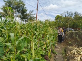 Polsek Wamena Kota Lakukan Pengecekan Lahan Jagung Program Ketahanan Pangan di Kampung Ilokama
