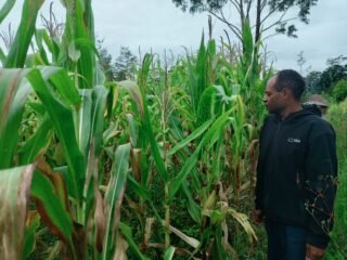 Polsek Asologaima Lakukan Pengecekan Lahan Jagung Program Ketahanan Pangan di Kampung Kimbim