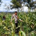 Polsek Wamena Kota Lakukan Pengecekan Lahan Jagung Program Ketahanan Pangan Kuartal IV