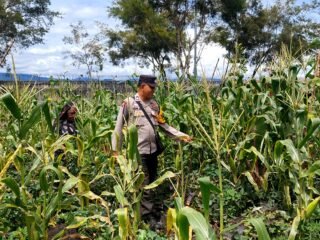 Polsek Wamena Kota Lakukan Pengecekan Lahan Jagung Program Ketahanan Pangan Kuartal IV