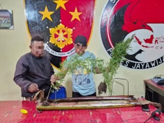 Polres Jayawijaya Amankan Tanaman Ganja di Wamena