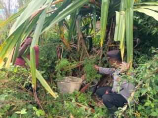 Polsek Asologaima Respon Laporan Warga, Tiga Pohon Diduga Ganja Ditemukan