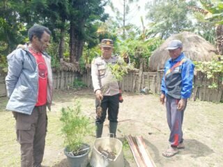 Polsek Asologaima Respon Laporan Warga, Tiga Pohon Diduga Ganja Ditemukan