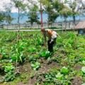 Polsek Wamena Kota Cek Lahan Jagung Program Ketahanan Pangan di Ilokama
